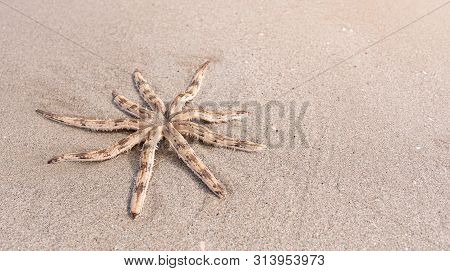 Luidia Maculata Starfish Strand On The Beach, Luidia Is A Genus Of Starfish In The Family Luidiidae 