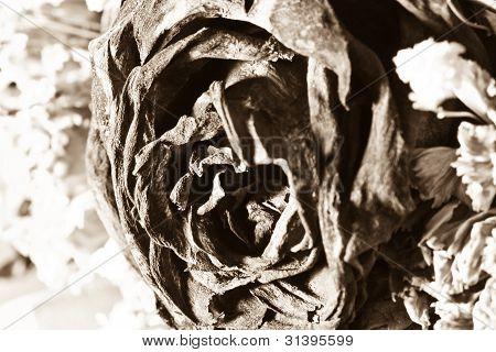 Vintage Dry Rose