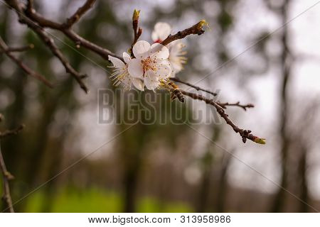 Beautiful Cherry Blossom. Сlose Up. Bee Collects Nectar
