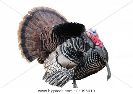 Tom Turkiet med solfjäderformade svans