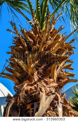 Closeup Of The Sabal Palm Tree Trunk