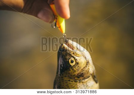 Fly Fishing. Fisherman And Trophy Trout. Fly Rod And Reel With A Brown Trout From A Stream. Brown Tr
