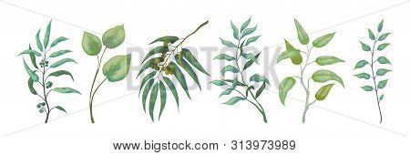 Eucalyptus Plants. Greenery Nature Branches And Foliage For Scrapbook And Wedding Cards, Nature Deco