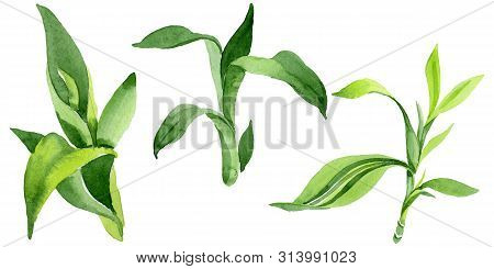 Bamboo Green Leaves. Watercolor Background Illustration Set. Isolated Bamboo Illustration Element.