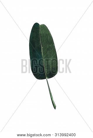 Banan Leaf On White Background. Hand Draw Illustration