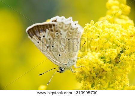 Common Blue (plebejus Idas) Is A Species Of Day Butterfly Of The Lycaenidae Family.