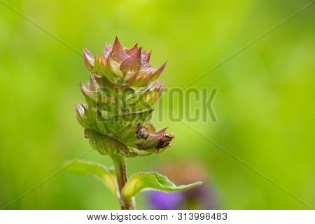 Prunella Vulgaris (prunella Vulgaris) Is A Herbaceous Plant Of The Labiatae Family.
