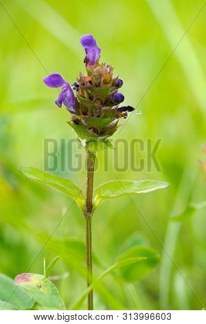 Prunella Vulgaris (prunella Vulgaris) Is A Herbaceous Plant Of The Labiatae Family.