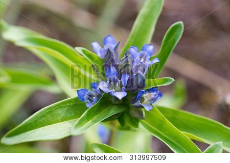 Willow Gentian (gentiana Asclepiadea) Is A Medium-tall, Blue-flowering Mountain Herb