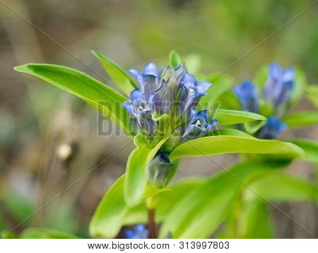 Willow Gentian (gentiana Asclepiadea) Is A Medium-tall, Blue-flowering Mountain Herb