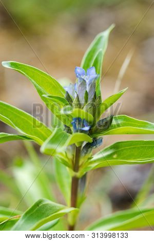 Willow Gentian (gentiana Asclepiadea) Is A Medium-tall, Blue-flowering Mountain Herb