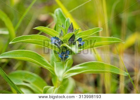 Willow Gentian (gentiana Asclepiadea) Is A Medium-tall, Blue-flowering Mountain Herb