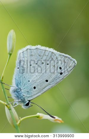Common Blue (plebejus Idas) Is A Species Of Day Butterfly Of The Lycaenidae Family.