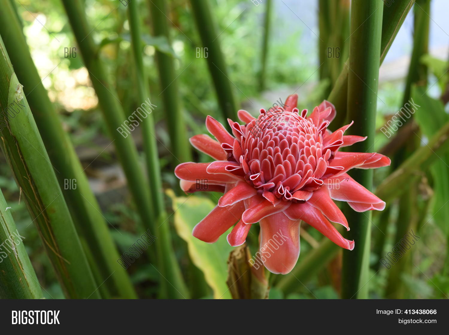Red Torch Ginger Image & Photo (Free Trial) Bigstock