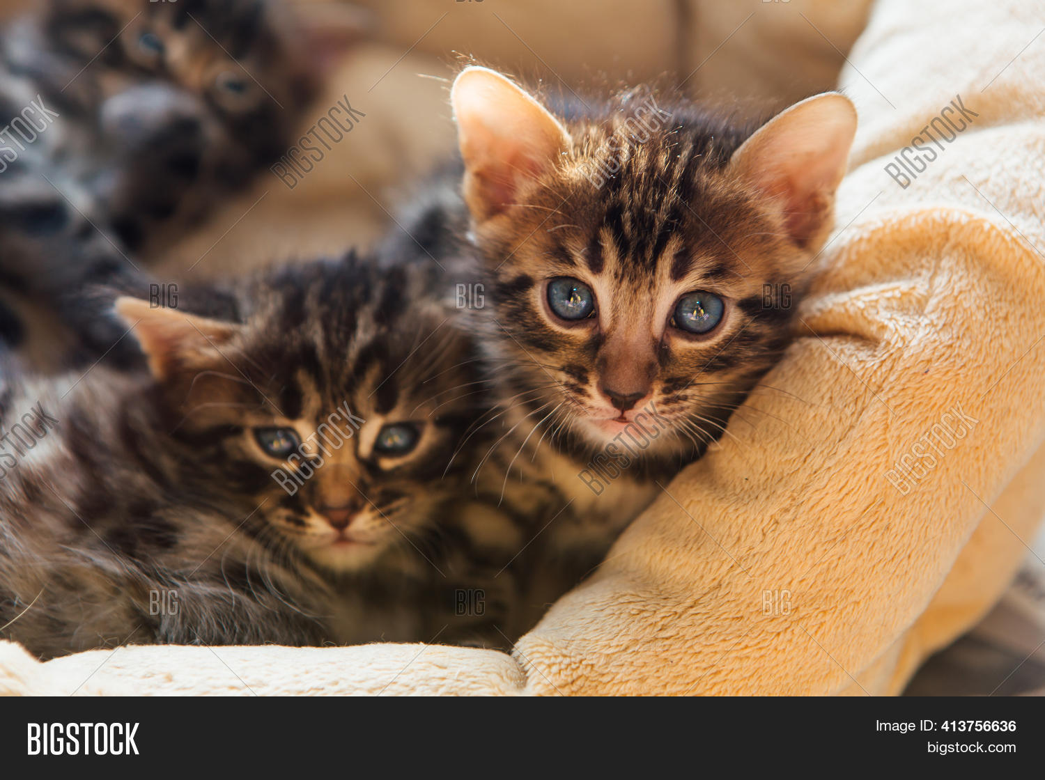Closee- Bengal Image & Photo (Free Trial) | Bigstock