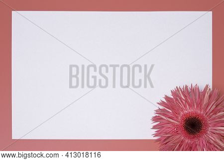 Flower On The Pink Background, With White Paper Sheet. Free Space For Text.