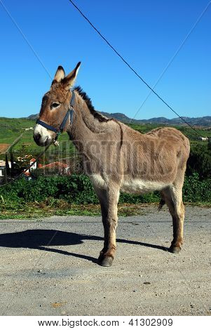 Burro amarrado, Andaluzia, Espanha.