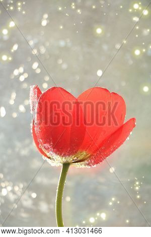 Abstract Spring Greeting Card, Unfocused Natural Background, Delicate Tulip With Drops And Bokeh Wit