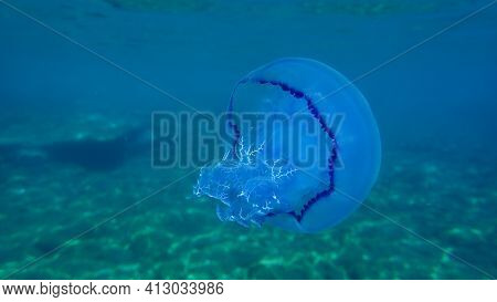 Barrel Jellyfish (rhizostoma Pulmo), Dustbin-lid Jellyfish Or Frilly-mouthed Jellyfish Undersea, Aeg