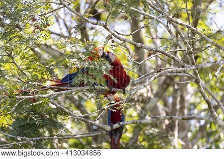 Tree Red Parrots On A Tree During A Rest On A Tropical Tree On Their Natural Habitat, Osa, Ara Penin