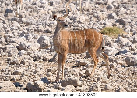 大きいクーズー牛