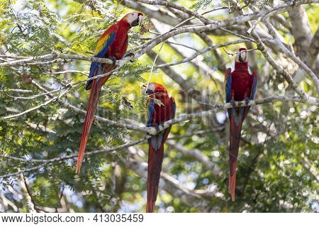 Tree Red Parrots On A Tree During A Rest On A Tropical Tree On Their Natural Habitat, Osa, Ara Penin
