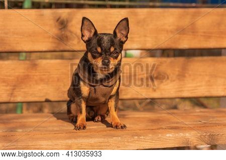 Chihuahua Is Sitting On The Bench. Pretty Brown Chihuahua Dog. Chihuahua Has A Cheeky Look.