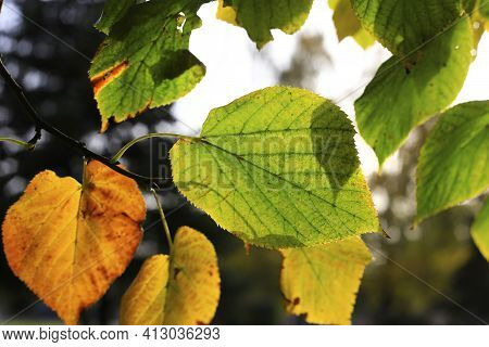 Brightl Green And Yellow Leaves Of Autumn Tree Lit By The Sun, Close-up