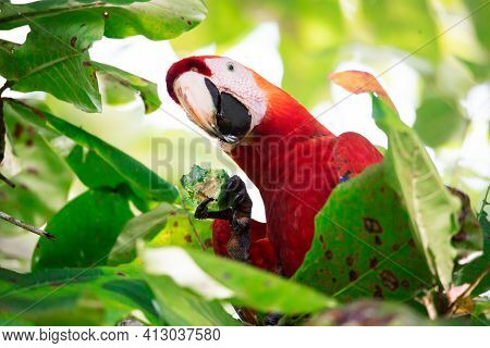 Portrait Of A Beautiful Big Red Parrot During Its Meal In A Natural Tropical Habitat, Osa, Costa Ric