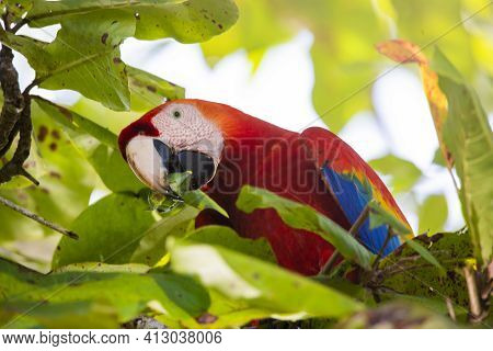 Portrait Of A Beautiful Big Red Parrot During Its Meal In A Natural Tropical Habitat, Osa, Costa Ric