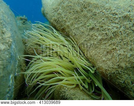 Snakelocks Anemone (anemonia Viridis) Undersea, Aegean Sea, Greece, Halkidiki
