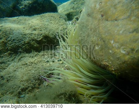 Snakelocks Anemone (anemonia Viridis) Undersea, Aegean Sea, Greece, Halkidiki