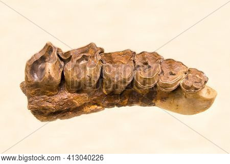 The Upper Dentition Of The Hornless Rhinoceros Indricotherium (latin: Indricotherium Transouralicum)