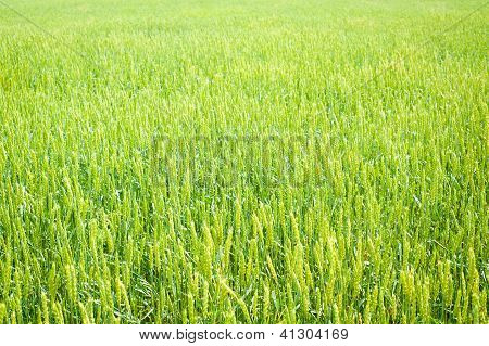 Campo di grano