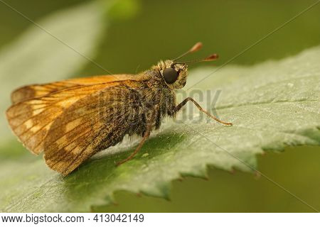 Lateral Closeup Of The Large Skipper , Ochlodes Sylvanus Sitting On A Green Leaf