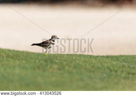 Killdeer Charadrius Vociferus Wading Bird On The Edge Of A Field