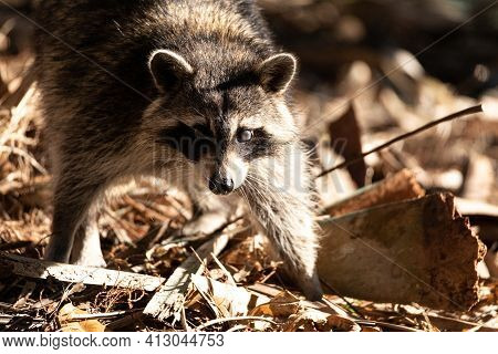 Young Raccoon Procyon Lotor Marinus Forages For Food