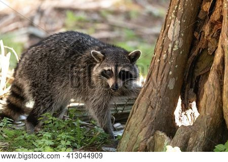 Young Raccoon Procyon Lotor Marinus Forages For Food