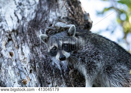 Young Raccoon Procyon Lotor Marinus Forages For Food