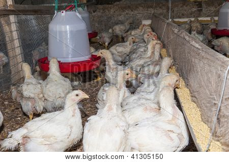 Granja