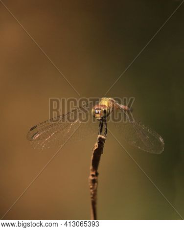A Wandering Glider Or Globe Wanderer Or Globe Skimmer (pantala Flavescens) Is Sitting On A Branch, C