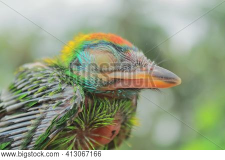 Close Up View Of Juvenile Blue Throated Barbet (megalaima Asiatica) In A Tropical Rainforest, India