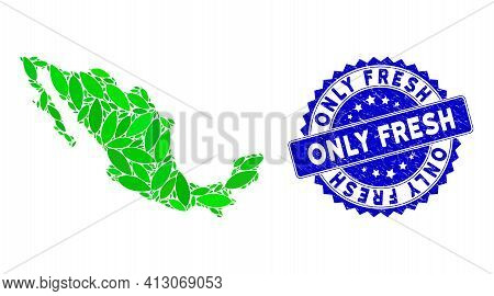 Green Mexico Mosaic Map Organized Of Coca Leaf Pictograms, And Only Fresh Distress Watermark. Vector
