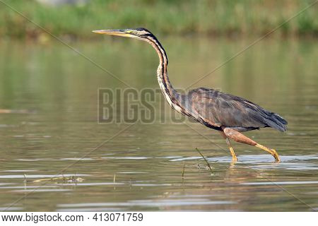 Purple Heron (ardea Purpurea) Standing In The Waters Of The Nile In Uganda. Purple Heron Fishing In 