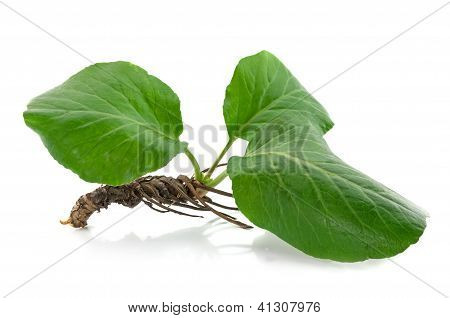Bergenia Root
