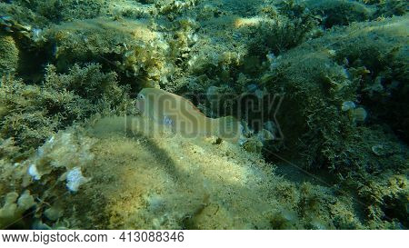 Pearly Razorfish Or Cleaver Wrasse (xyrichtys Novacula) Undersea, Aegean Sea, Greece, Halkidiki