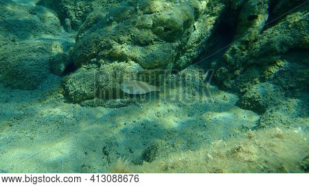 Pearly Razorfish Or Cleaver Wrasse (xyrichtys Novacula) Undersea, Aegean Sea, Greece, Halkidiki