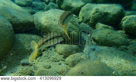 Striped Red Mullet Or Surmullet (mullus Surmuletus) Undersea, Aegean Sea, Greece, Halkidiki