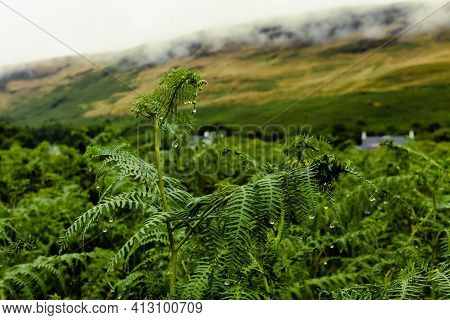 Lush Green Ferns In Scotland With Raindrops And Low Cloud Over The Hills.
