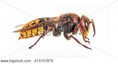 Side view of a Hornet, Vespa Crabro, isolated on white